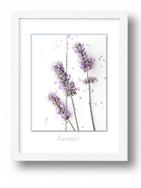 Lavender Fine Art Print - Digital Download